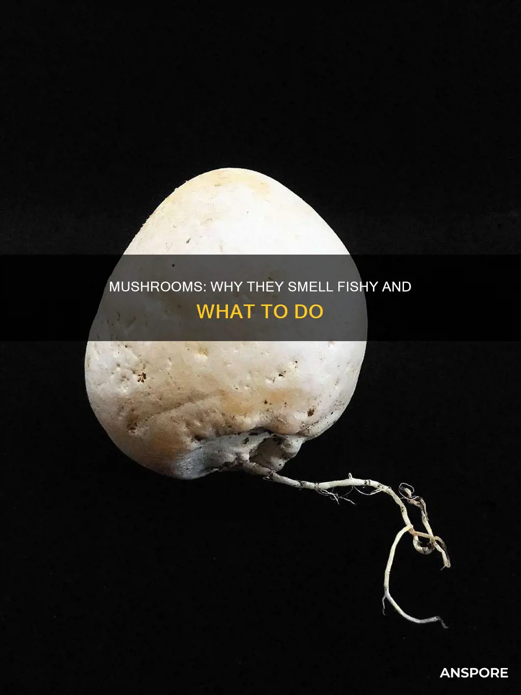 when mushrooms smell fishy