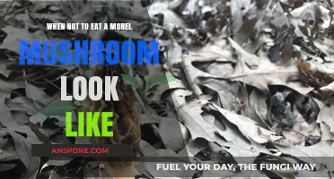 Avoid These Look-Alikes: When Not to Eat Morel Mushrooms