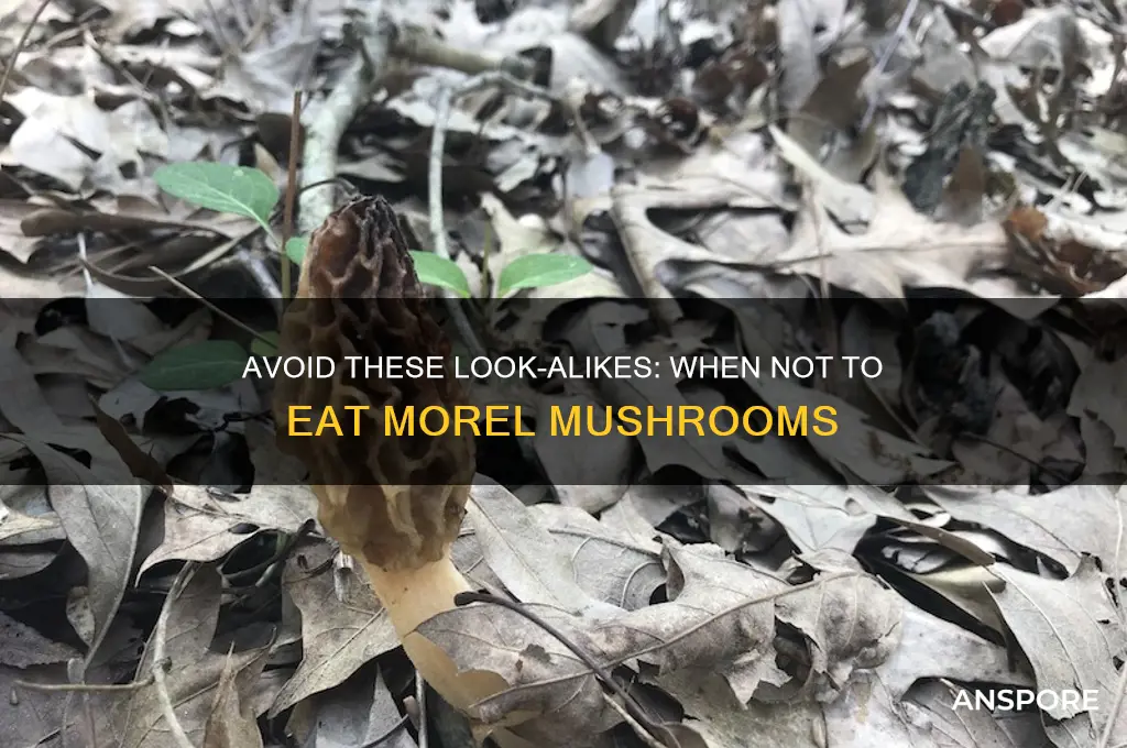 when not to eat a morel mushroom look like
