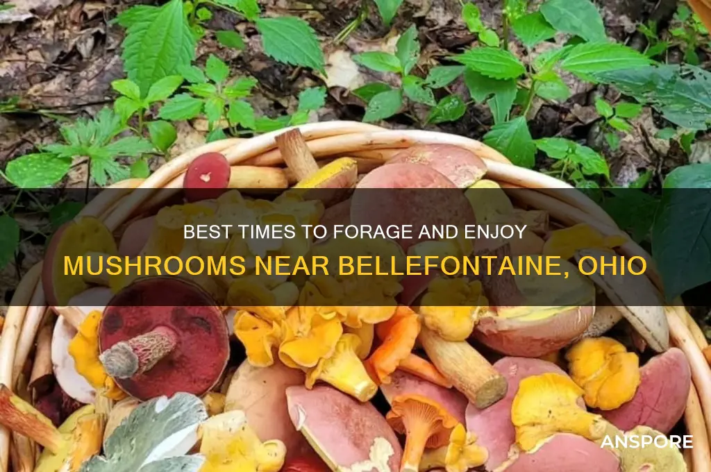 when should i eat mushrooms around bellefontaine ohio