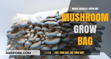 Perfect Timing: When to Open Your Mushroom Grow Bag for Success