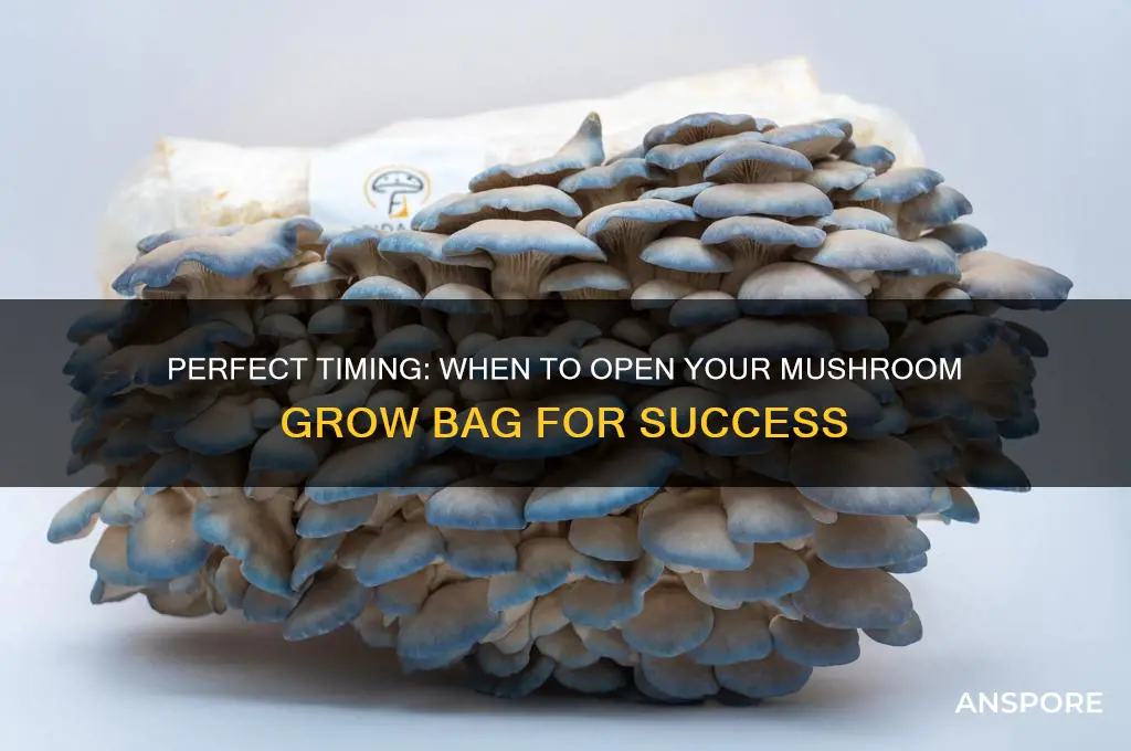 when should i open my mushroom grow bag