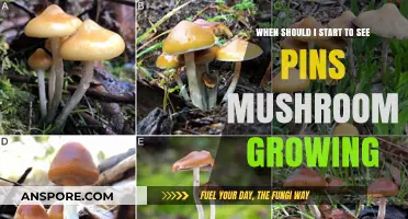 When to Expect Pins: Mushroom Growing Timeline for Beginners