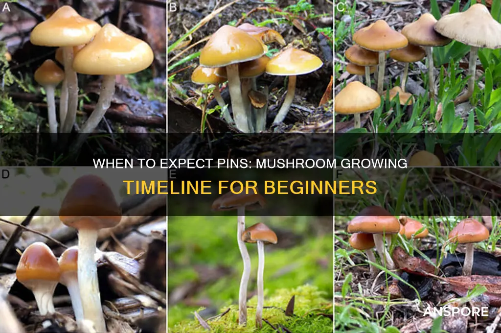 when should i start to see pins mushroom growing