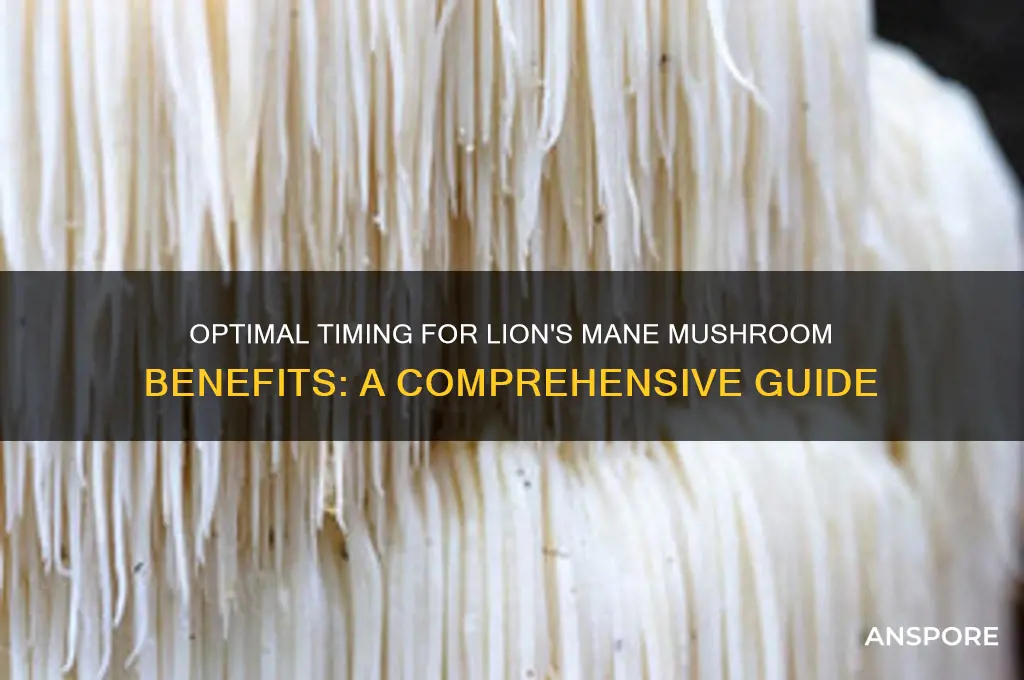 when should i take lion