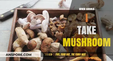 Best Time to Take Mushrooms?