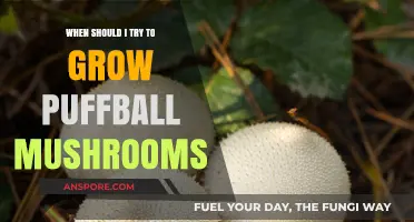Optimal Timing for Growing Puffball Mushrooms: A Seasonal Guide
