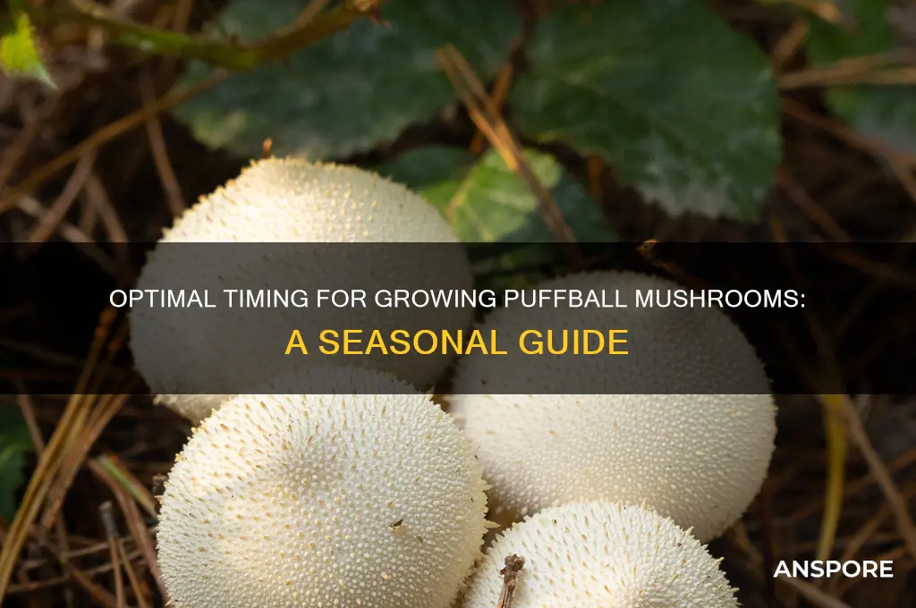 when should i try to grow puffball mushrooms
