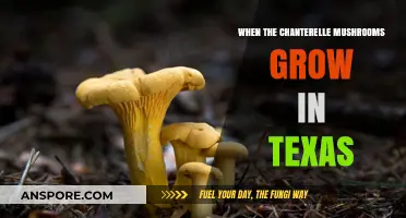 Chanterelle Mushrooms in Texas: When and Where to Find Them