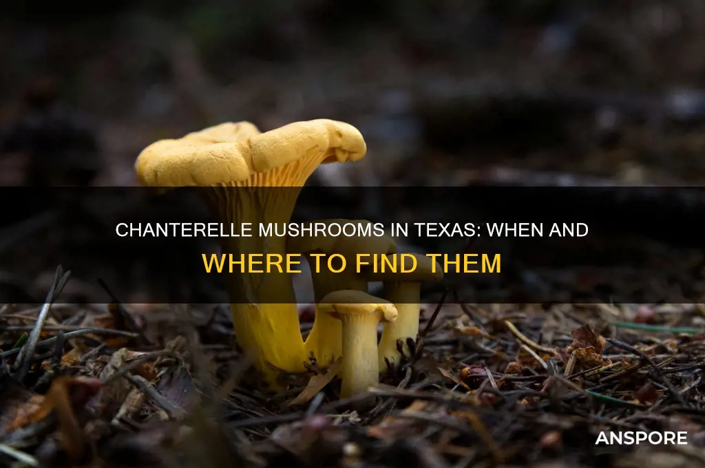when the chanterelle mushrooms grow in texas