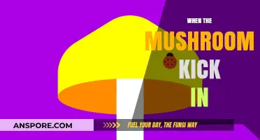 Mushroom Trip: A Journey to the Unknown