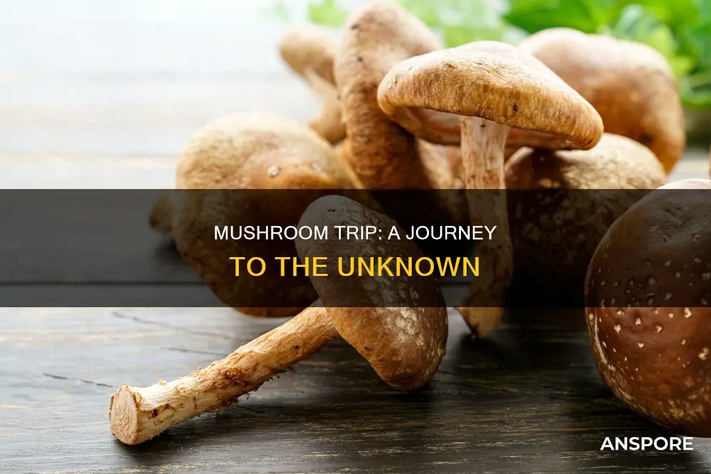 when the mushrooms kick in