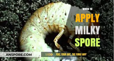 Best Time to Apply Milky Spore for Grub Control in Lawns