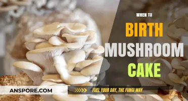 Mushroom Cake: The Perfect Time to Birth