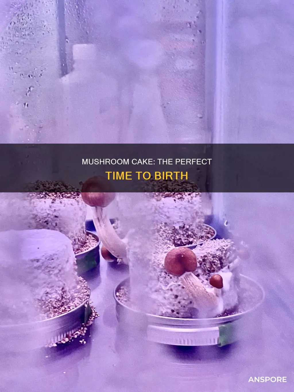 when to birth mushroom cake