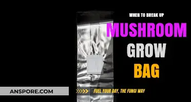 When to Break Up Your Mushroom Grow Bag: Timing Tips