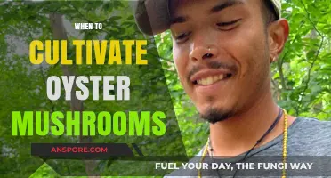 Spring Oyster Mushroom Cultivation: The Perfect Timing