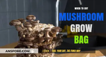 Perfect Timing: When to Cut Your Mushroom Grow Bag for Optimal Harvest
