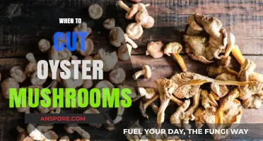 The Best Time to Harvest Oyster Mushrooms