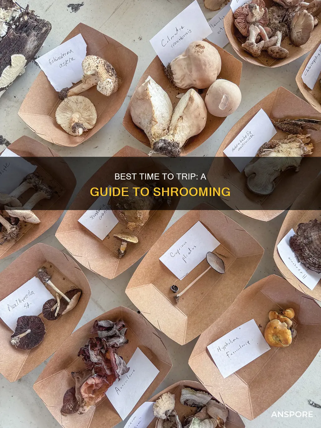 when to do mushrooms