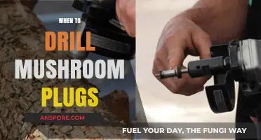 Best Time to Drill Mushroom Plugs for Success