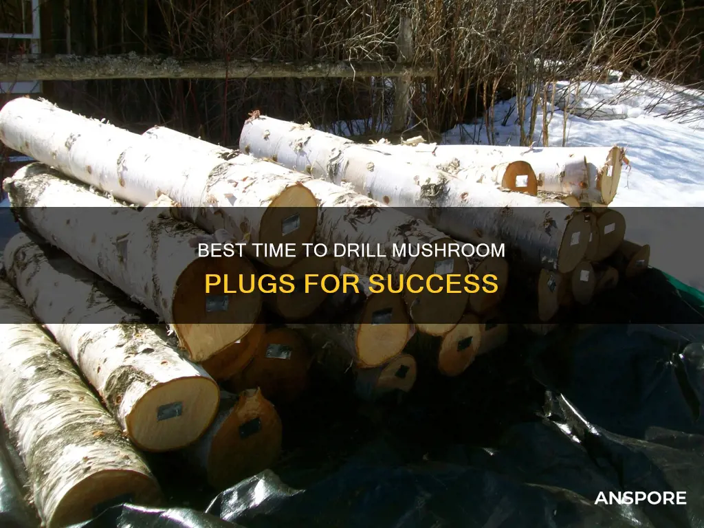 when to drill mushroom plugs
