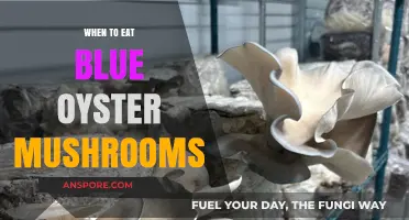 Perfect Timing: When to Savor Blue Oyster Mushrooms for Optimal Flavor