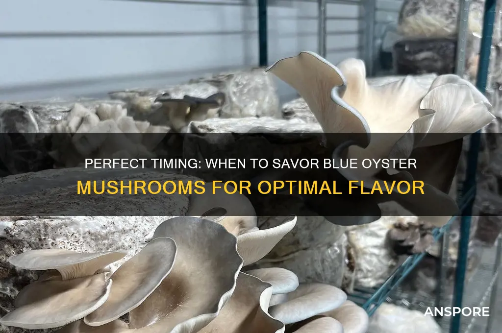 when to eat blue oyster mushrooms