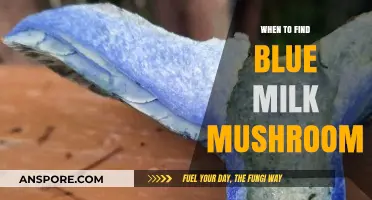 Discovering Blue Milk Mushrooms: Optimal Seasons and Foraging Tips