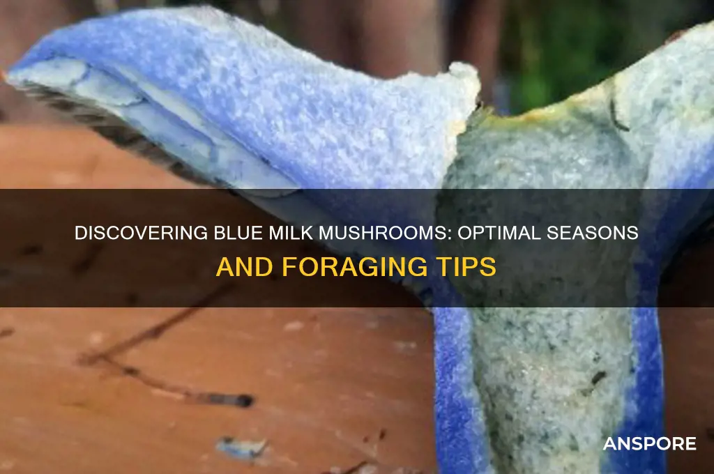 when to find blue milk mushroom