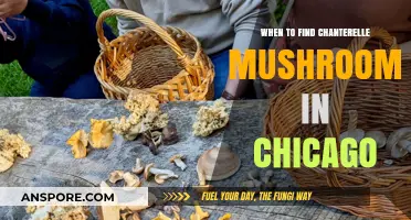 Chicago's Chanterelle Season: Best Times to Hunt These Golden Mushrooms