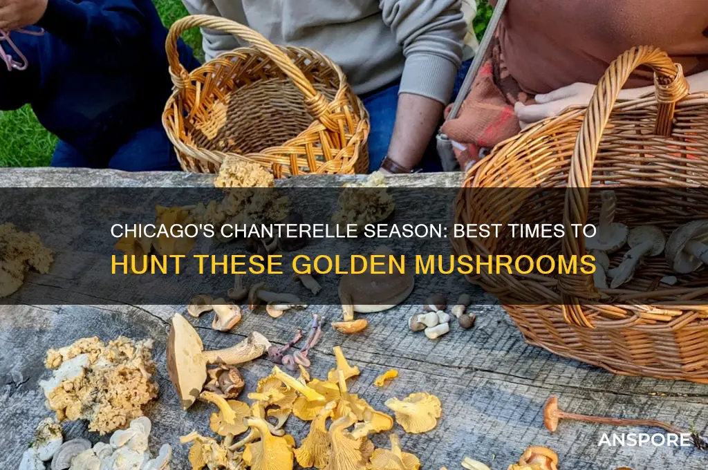 when to find chanterelle mushrooms in chicago