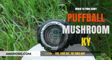 Kentucky's Giant Puffball Mushroom Season: Timing and Tips for Foragers