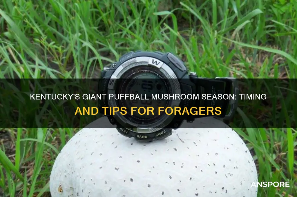 when to find giant puffball mushrooms ky