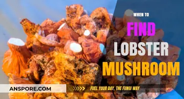 Best Time to Hunt for Lobster Mushrooms: A Seasonal Guide