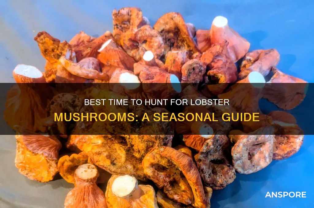 when to find lobster mushroom
