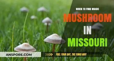 Missouri's Magic Mushroom Season: Best Times to Forage Safely