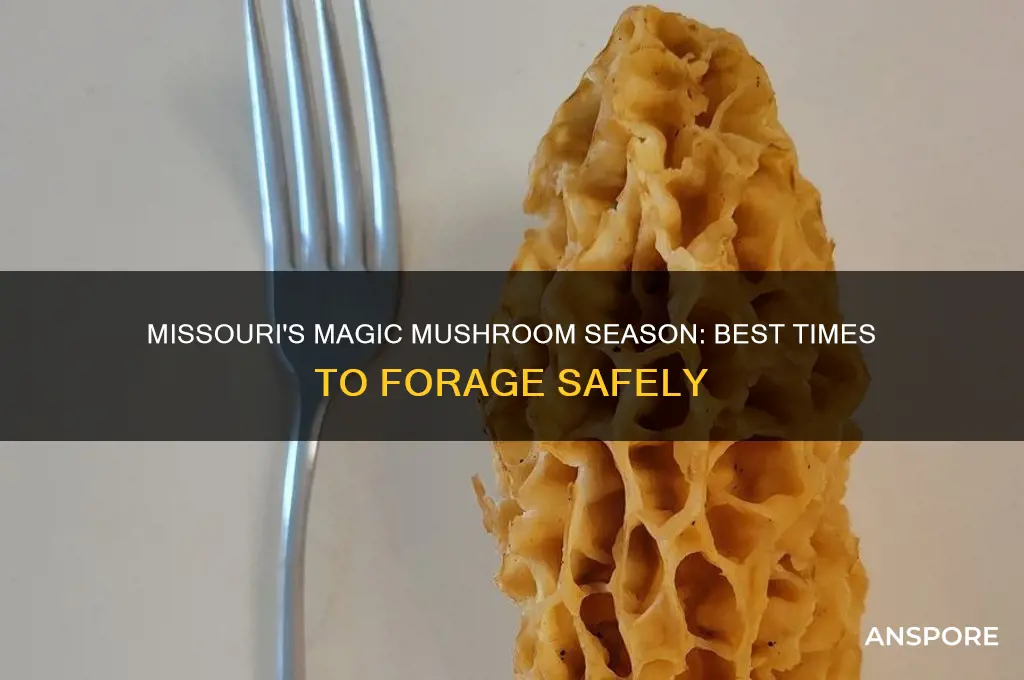 when to find magic mushrooms in missouri