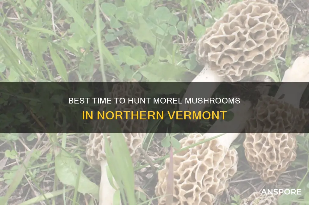 when to find morel mushroom in northern vt