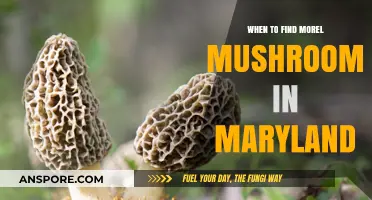 Best Time to Hunt Morel Mushrooms in Maryland: A Guide