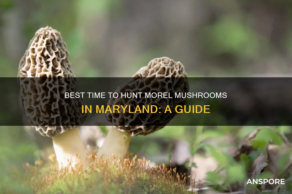 when to find morel mushrooms in maryland