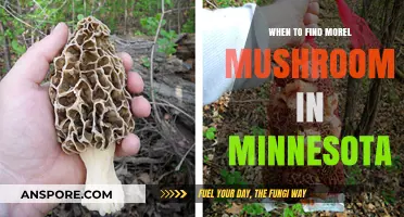 Best Time to Hunt Morel Mushrooms in Minnesota: A Guide