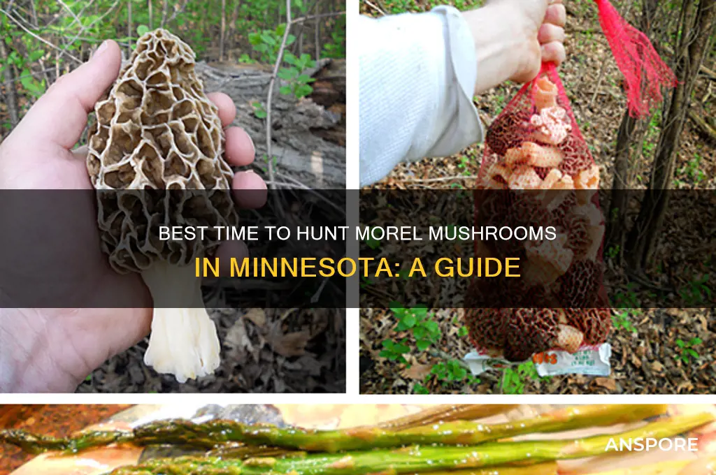 when to find morel mushrooms in minnesota