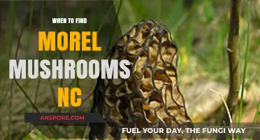 Best Time to Hunt Morel Mushrooms in North Carolina