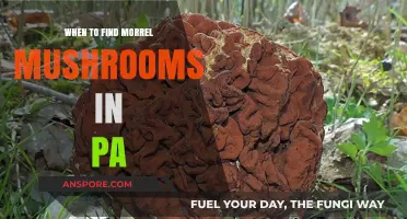 Best Time to Hunt Morrel Mushrooms in Pennsylvania: A Guide