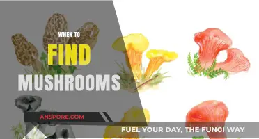 Best Times and Conditions for Finding Mushrooms in the Wild