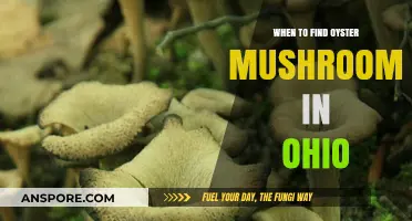 Ohio's Oyster Mushroom Season: Best Times and Tips for Foraging