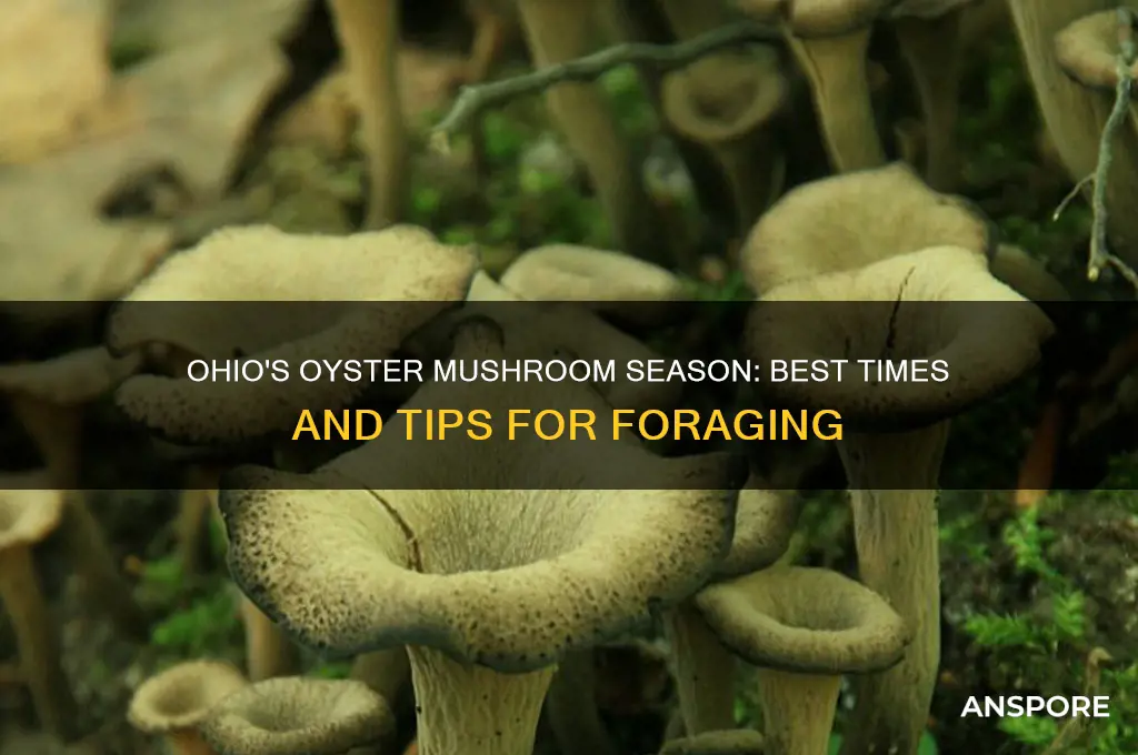 when to find oyster mushrooms in ohio