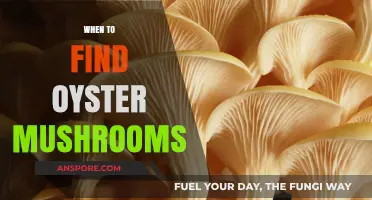 Best Times and Places to Find Oyster Mushrooms in the Wild