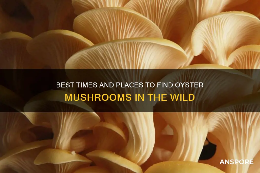 when to find oyster mushrooms
